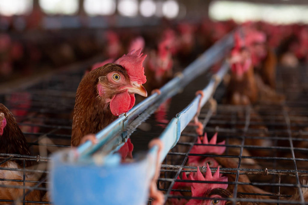 工場で鶏、タイ、動物とアグリ ビジネス、食糧生産、産業概念のケージ産業農場で鶏 - 写真・画像