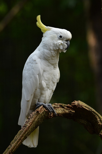 Yellow lesser sulphur-crested cockatoo - Photo, Image
