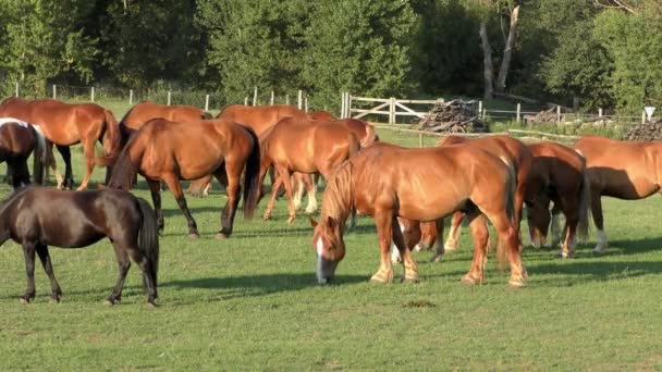 Horses on the Great Hungarian Plain, the Hortobagy. - Footage, Video