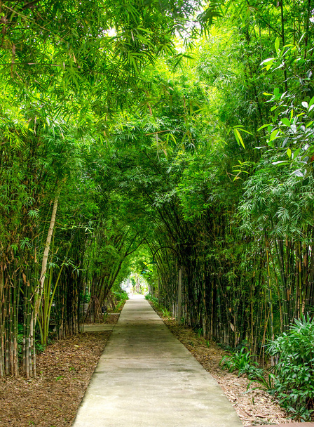 bambus strom tunelu pozadí - Fotografie, Obrázek