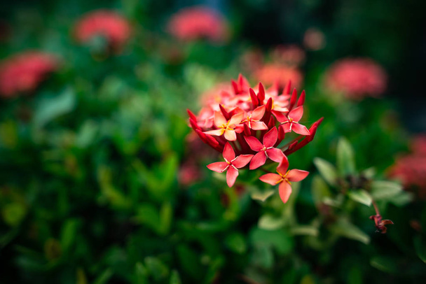 Close-up of red needle flowers with blurred background in dark green as copy space. - Photo, Image