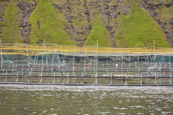 Piscinas de piscifactorías de salmón en fiordos de las Islas Feroe. Acuicultura
 - Foto, Imagen