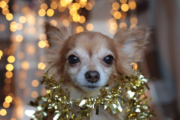 jengibre Chihuahua Año Nuevo humor guirnalda bokeh, un cachorro sonríe y disfruta de las vacaciones de Navidad
 - Foto, Imagen