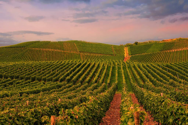 Красивый зеленый виноградник, осенний пейзаж перед сбором урожая - Фото, изображение