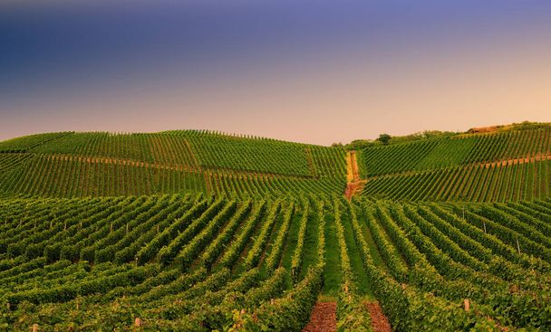 Красивый зеленый виноградник, осенний пейзаж перед сбором урожая - Фото, изображение