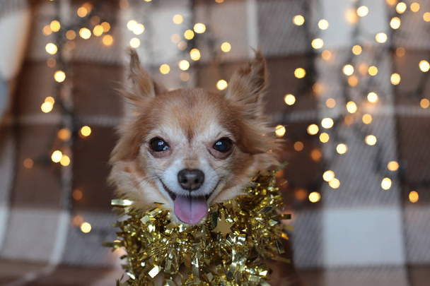 赤毛の小さな犬Chihuahua新年の光とベッドの上に座っている - 写真・画像