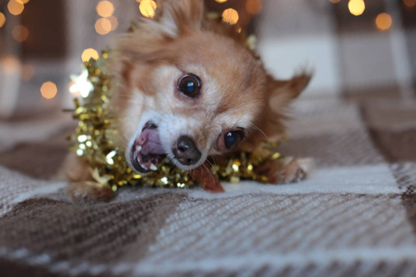 rothaariger kleiner Hund Chihuahua sitzt auf einem Bett mit Neujahrsbeleuchtung - Foto, Bild
