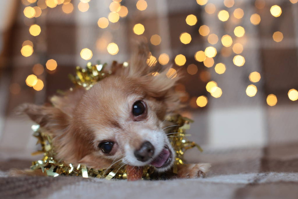 rothaariger kleiner Hund Chihuahua sitzt auf einem Bett mit Neujahrsbeleuchtung - Foto, Bild