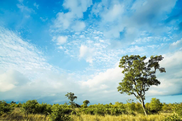 Afrikai táj drámai felhőkkel a Kruger Nemzeti Parkban, Dél-Afrikában - Fotó, kép