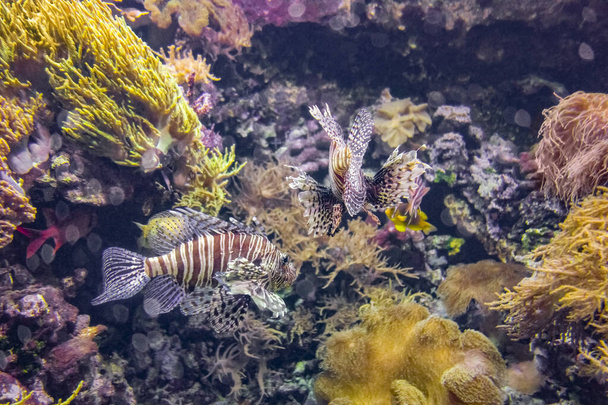 Red lionfish - Photo, Image