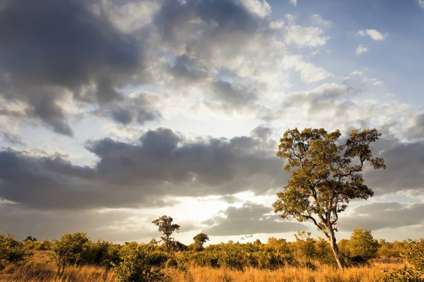 Paisagem africana com nuvens dramáticas no Parque Nacional Kruger, África do Sul  - Foto, Imagem