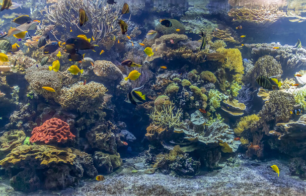 Korallenriff-Landschaft - Foto, Bild
