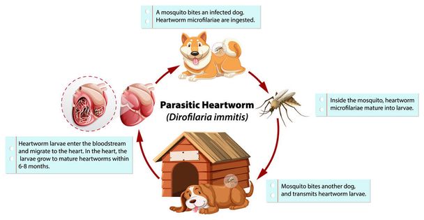 Diagram mutatja parazita szívférgesség kutyáknál - Vektor, kép