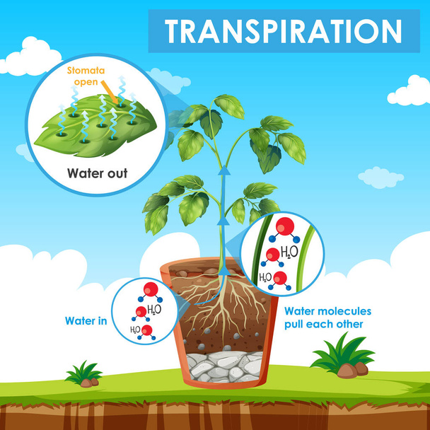 Diagramme montrant la transpiration dans la plante
 - Vecteur, image