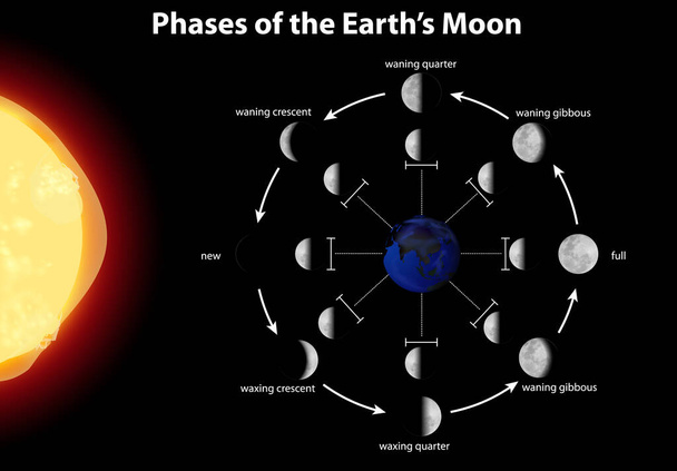 Diagrama que muestra las fases de la luna terrestre
 - Vector, Imagen