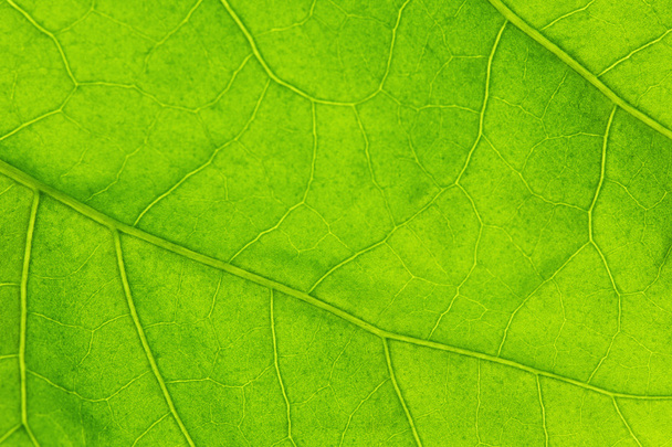 Green leaf texture - Photo, image