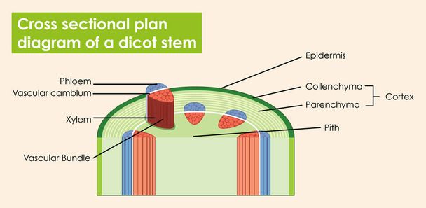 Diagrama que muestra el plan de sección transversal del tallo del dicot
 - Vector, imagen