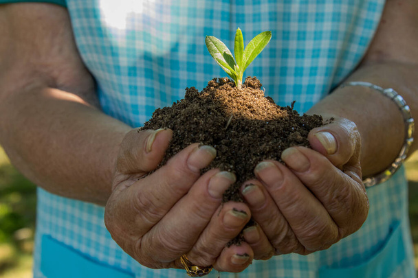mãos com árvore ou planta jovem na terra, ecologia e meio ambiente
 - Foto, Imagem