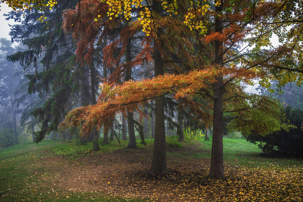 kolorowy krajobraz jesień.  - Zdjęcie, obraz