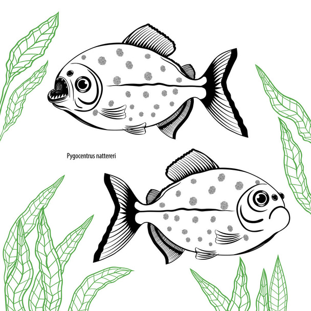 Set mit zwei Aquarienfischen pygocentrus nattereri. isolierte schwarze und weiße Fische auf weißem Hintergrund mit grünen Wasserpflanzen. Handgezeichnete Vektorillustration. Aquaristik. - Vektor, Bild