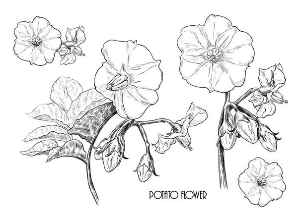 eine Reihe von Skizzen von Kartoffelblüten. handgezeichneter Vektor - Vektor, Bild