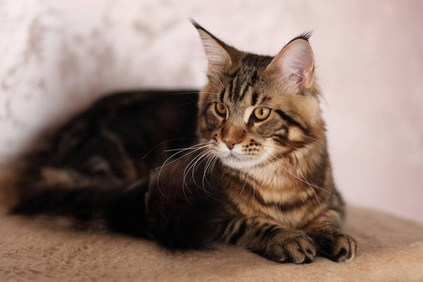 Beautiful young cat main coon - Photo, Image