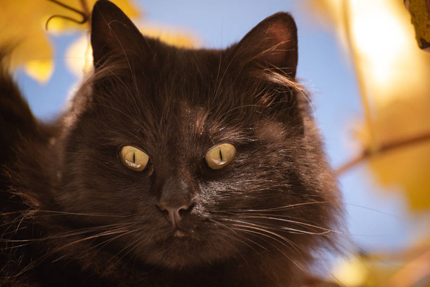 Portrait of a fluffy thoroughbred cat - Photo, Image