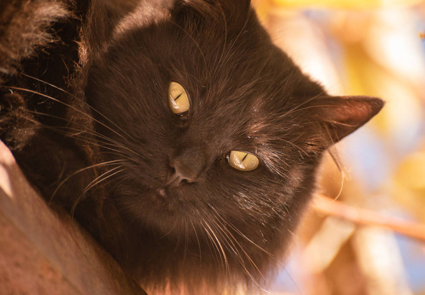 Portret puszystego kota rasy czystej - Zdjęcie, obraz