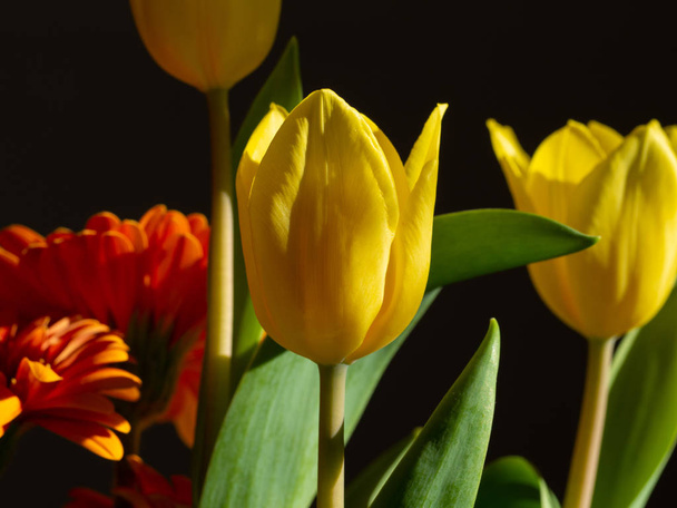 Yellow tulip bouquet with black background - 写真・画像
