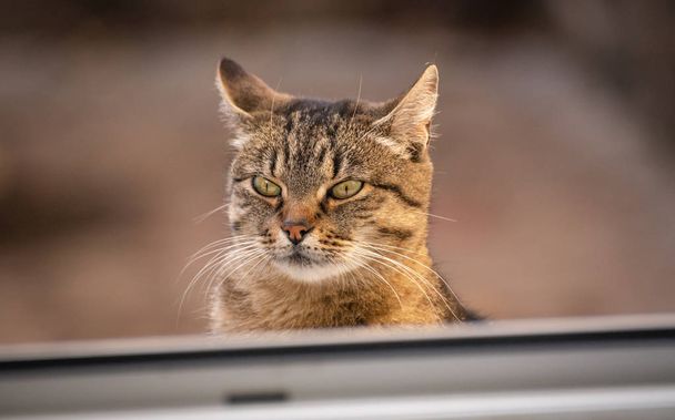 Portrait d'un chat pur-sang moelleux
 - Photo, image