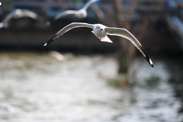 密閉カモメはその翼を美しく広げ、 Seagullはバンプータイで飛んでいます - 写真・画像