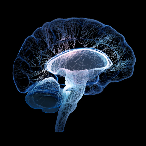 Menschliches Gehirn mit vernetzten kleinen Nerven illustriert - Foto, Bild