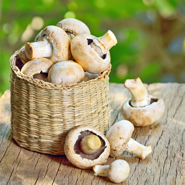 Cogumelos na cesta
 - Foto, Imagem
