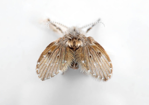 Macro Photo of Drain Fly Isolated on White Background - Photo, Image