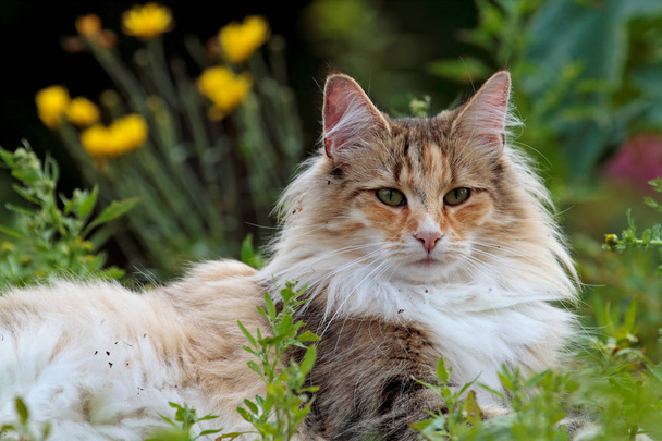 Una hermosa gata del bosque noruego hembra tendida en hierba
 - Foto, imagen