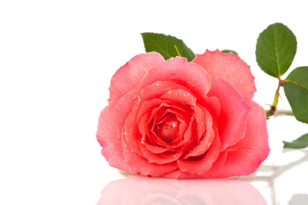 Fresh pink rose - Photo, image