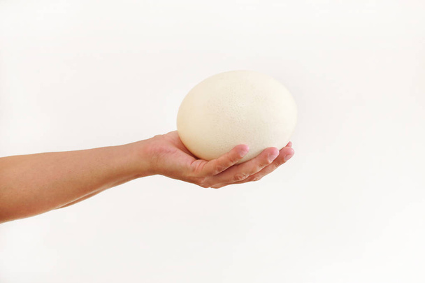 Mužská ruka drží velké pštrosí vejce izolované na bílém pozadí, velikost srovnání, zblízka. Čerstvé vejce. Zdravé jídlo. Pštrosí vejce jako symbol narození. Obrovská bílá vaječná skořápka afrického pštrosa. - Fotografie, Obrázek