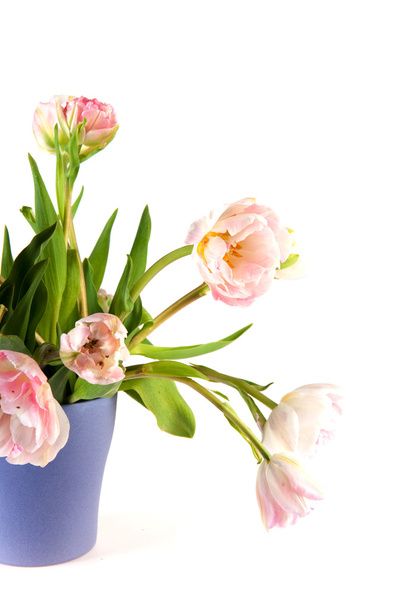 Pink tulips - Fotoğraf, Görsel