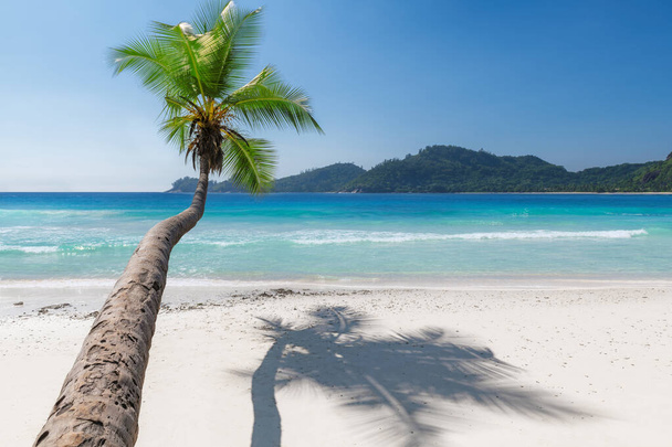 Praia paradisíaca tropical com coqueiros e mar azul em ilha exótica. Verão férias e conceito de praia tropical
. - Foto, Imagem