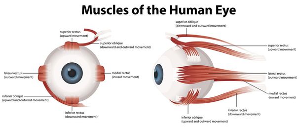 insan gözü kasları - Vektör, Görsel