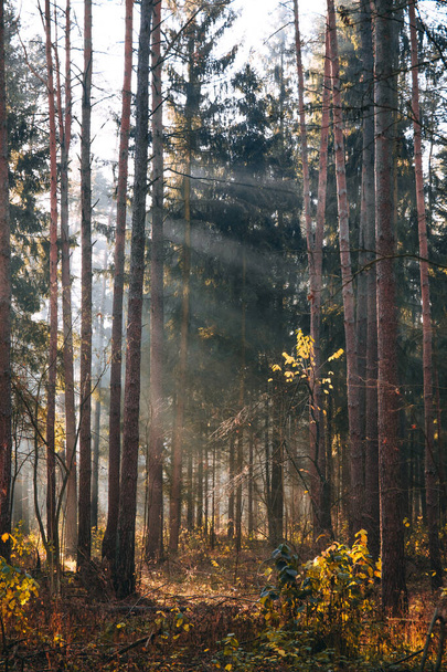 Paysage de forêt de feuillus par un matin d'automne brumeux
. - Photo, image