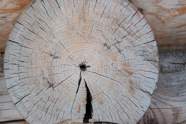 Textura de los anillos anuales en un corte de un árbol
 - Foto, imagen