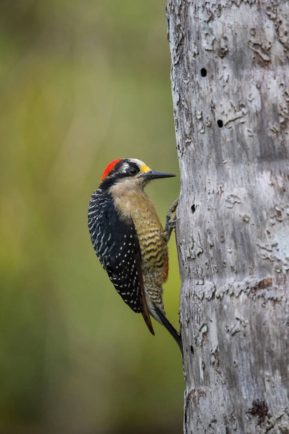 Pic à joues noires, Melanerpes pucherani, L'oiseau est perché sur le tronc d'arbre dans un bel environnement naturel faunique du Costa Rica
 - Photo, image