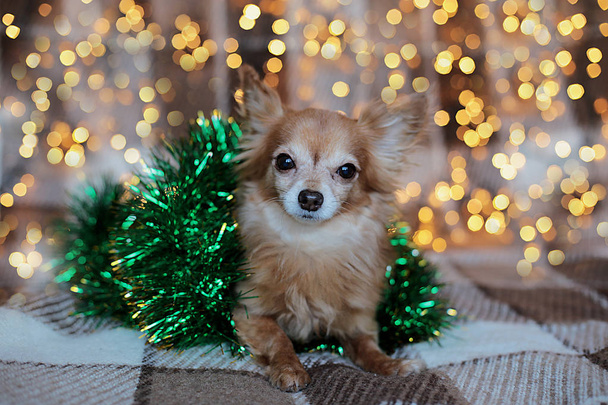 かわいい赤い髪の小さな犬Chihuahua新年の光とベッドの上に座って - 写真・画像