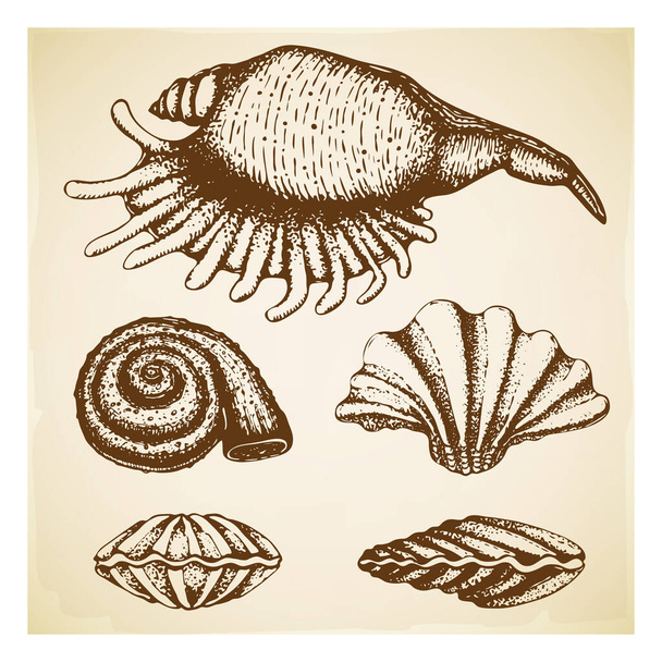 vintage Hand drawn seashell collection. Set of various beautiful engraved mollusk marine shells on retro textured background. Realistic sketch of cockleshell like conch, oyster, spiral, clam, scallop - Vektor, Bild
