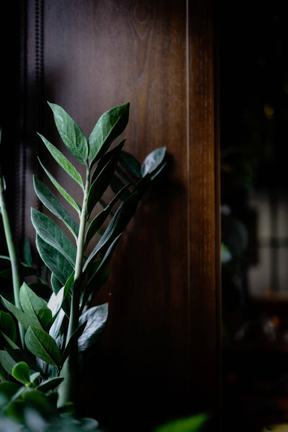 dunkelgrüne Pflanzenblätter auf Holzgrund - Foto, Bild