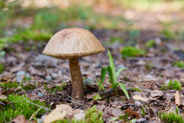 Leccinum versipelle mushroom. Orange birch bolete in autumn forest. Seasonal collection of edible mushrooms - Fotoğraf, Görsel