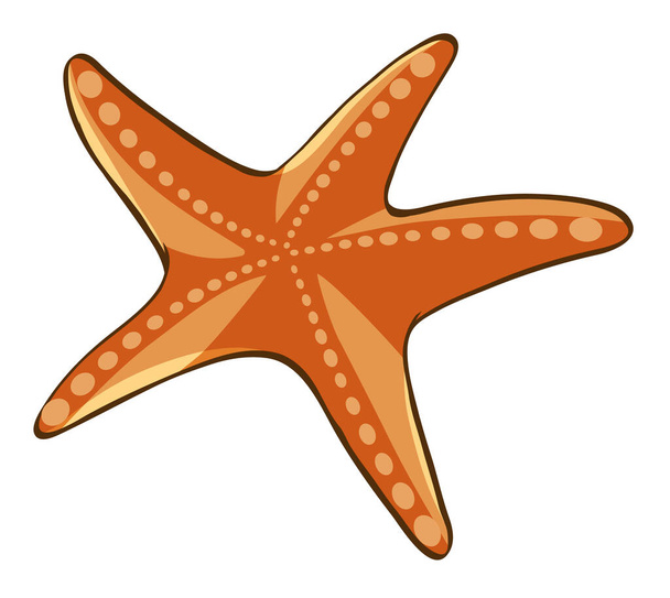 Estrella de mar naranja sobre fondo blanco
 - Vector, imagen