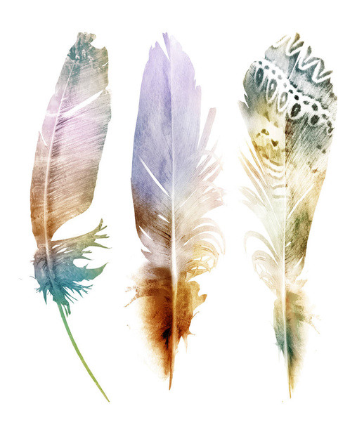 Watercolor feathers , isolated on white background - Φωτογραφία, εικόνα