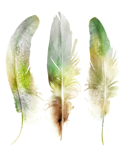Watercolor feathers , isolated on white background - Foto, Imagen